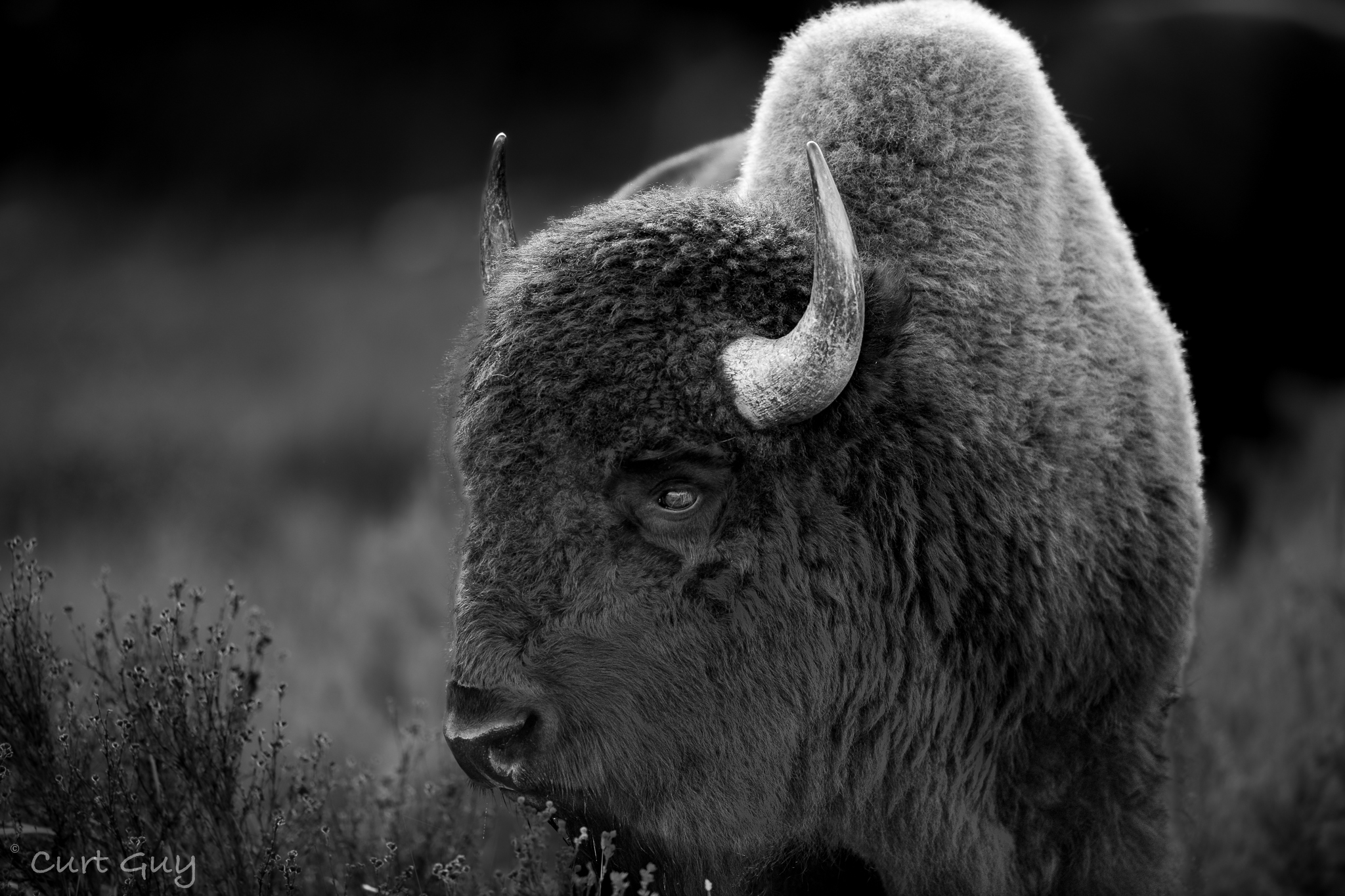 buffalo wildlife photo